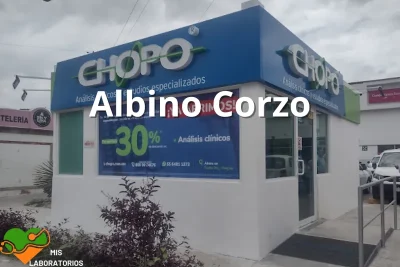 Chopo Albino Corzo