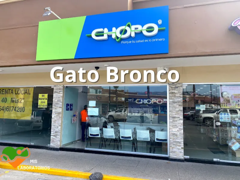 Chopo Gato Bronco